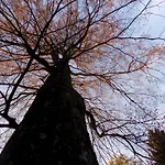 Zeleni Dragulj Pohorje - Mir, Narava, Izhodisce Za Roglo Oplotnica