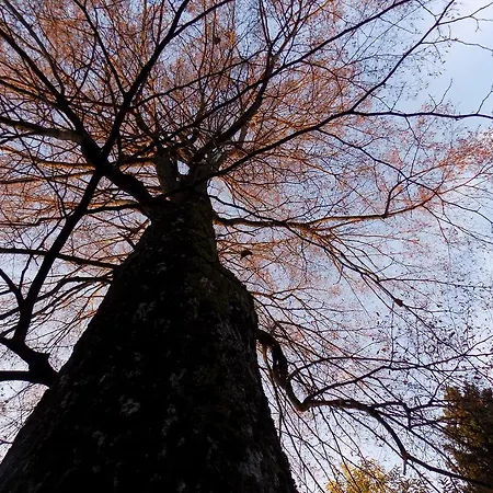 Zeleni Dragulj Pohorje Oplotnica