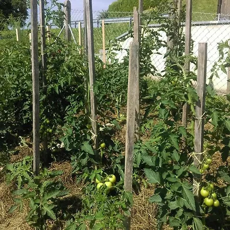 Zeleni Dragulj Pohorje *