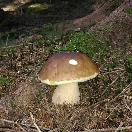 Zeleni Dragulj Pohorje *