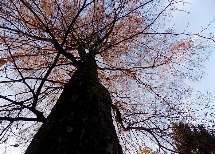 Zeleni Dragulj Pohorje, Mir & Cudovita Narava Oplotnica